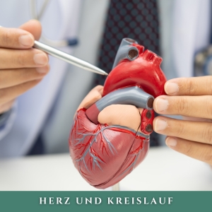 Herz und Kreislauf